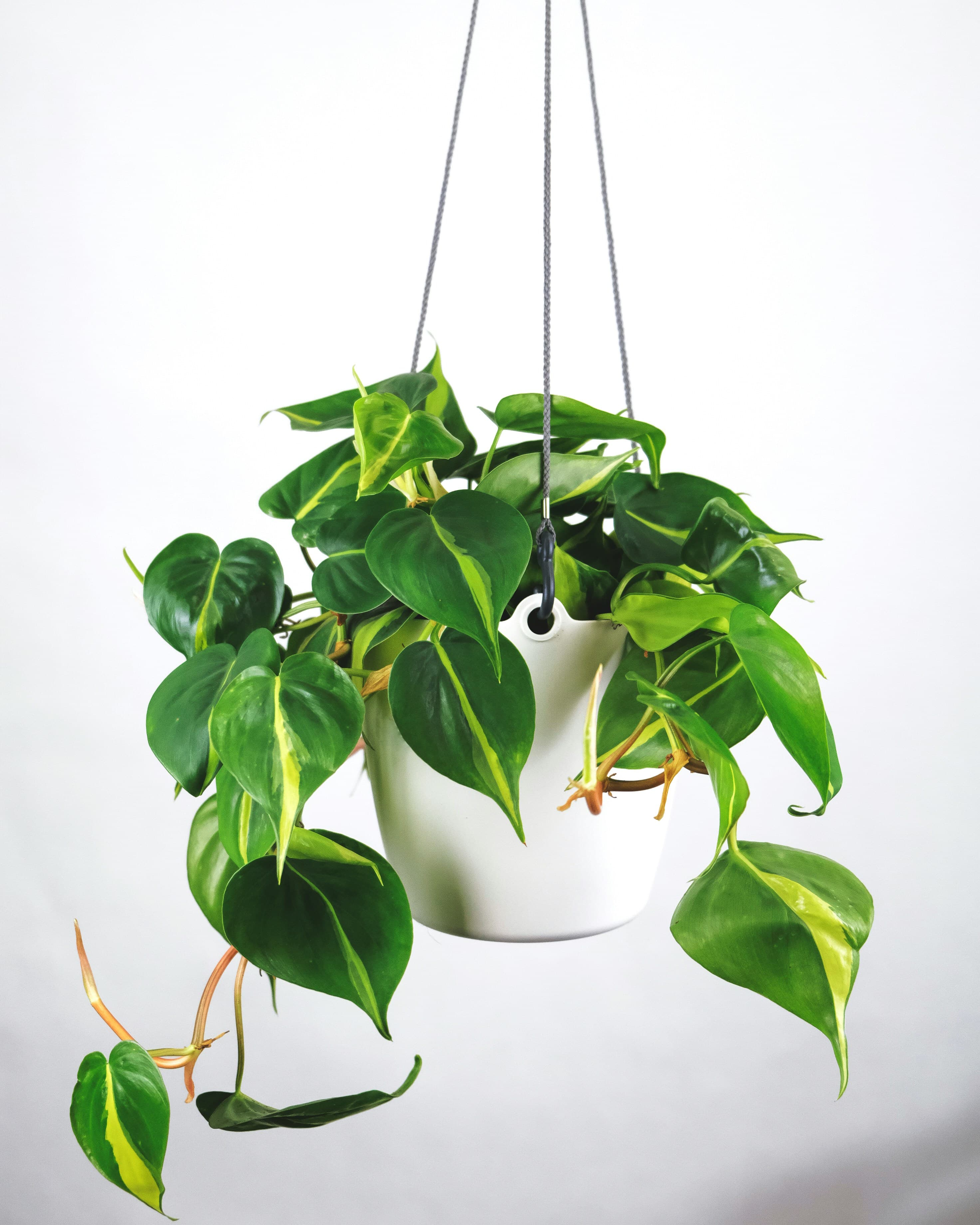 Hanging philodendron