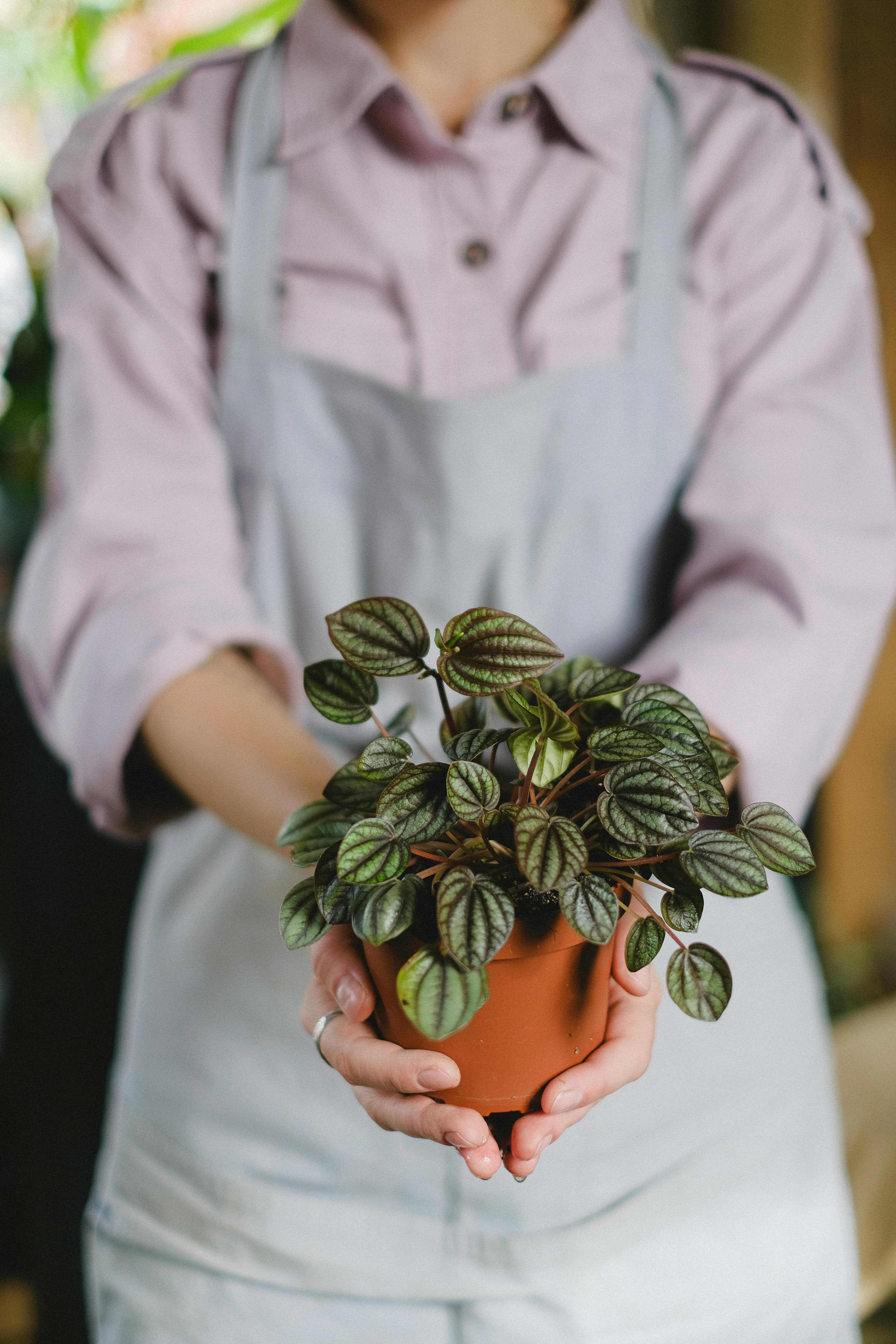 Caring for plants