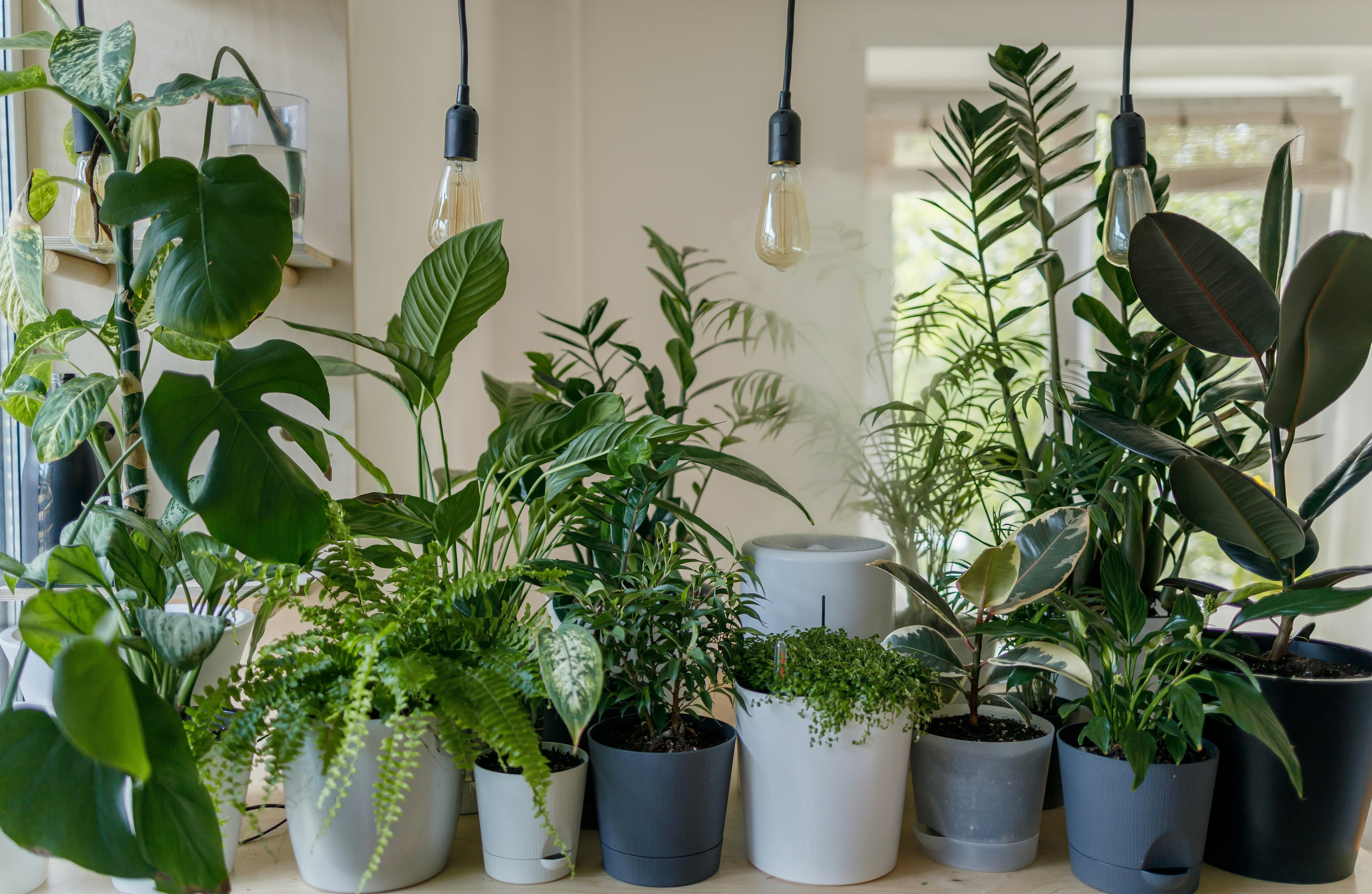 Windowsill plants