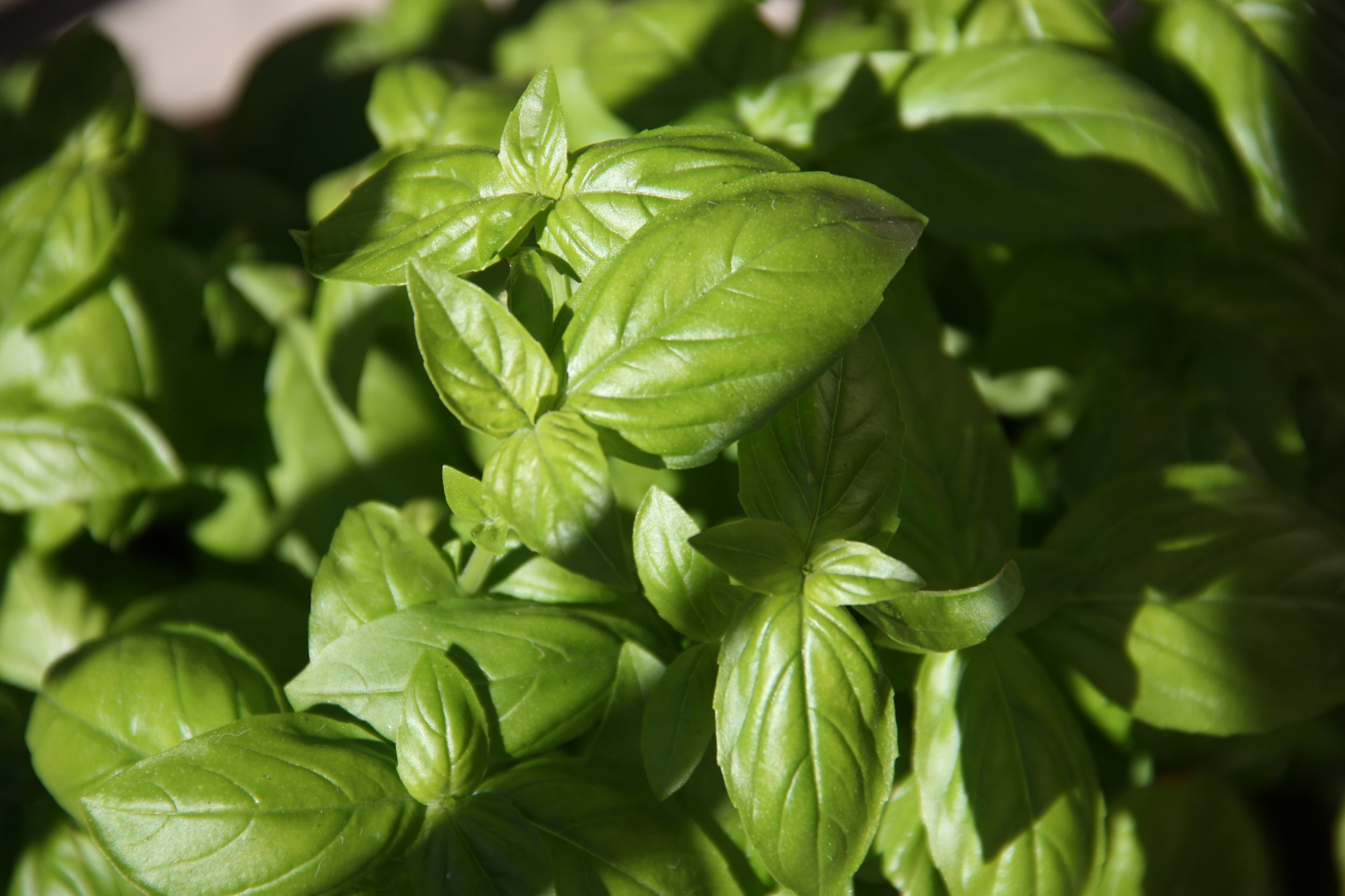 Genovese Basil Seeds