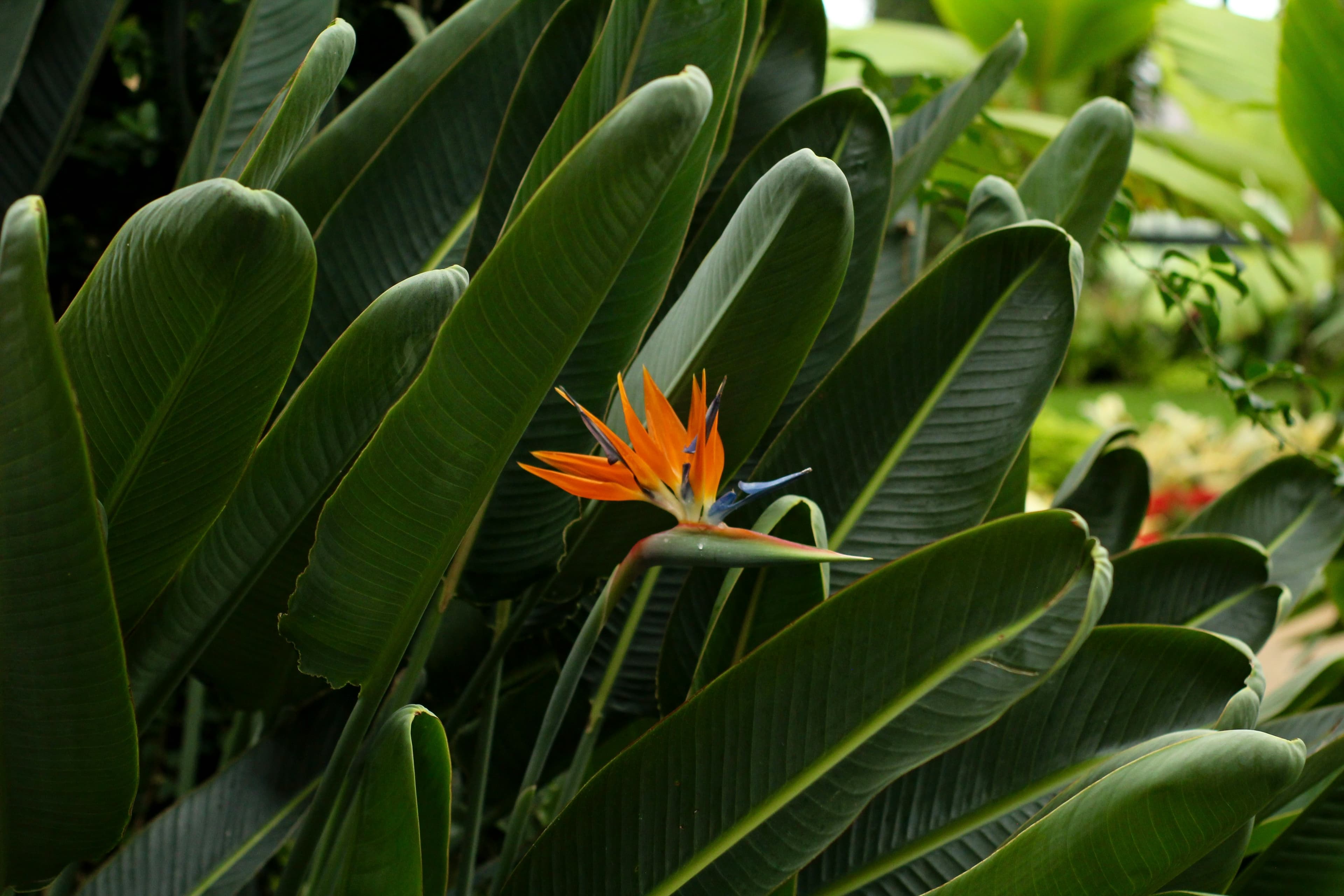 Bird of Paradise
