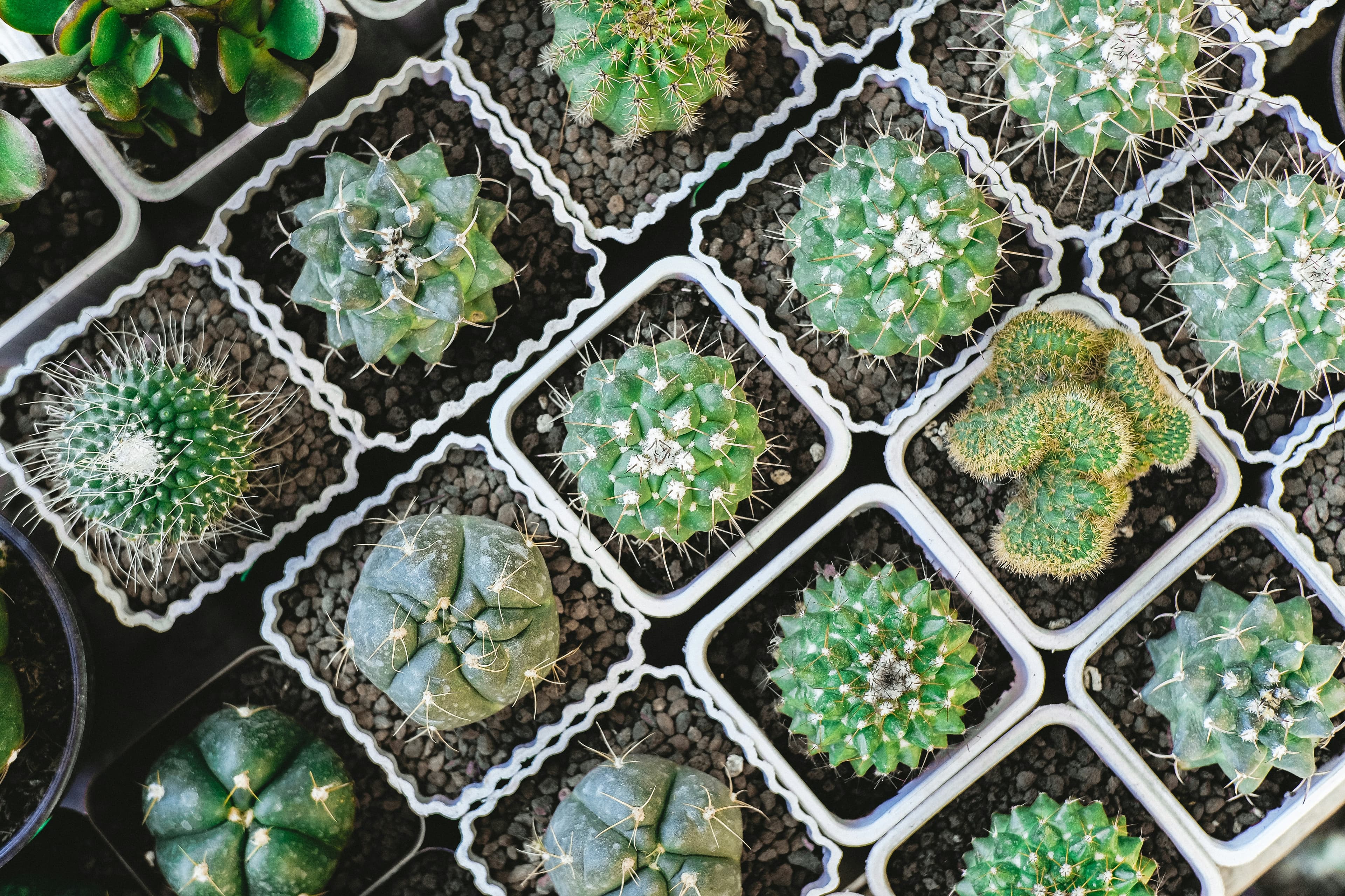 Cactus Collection