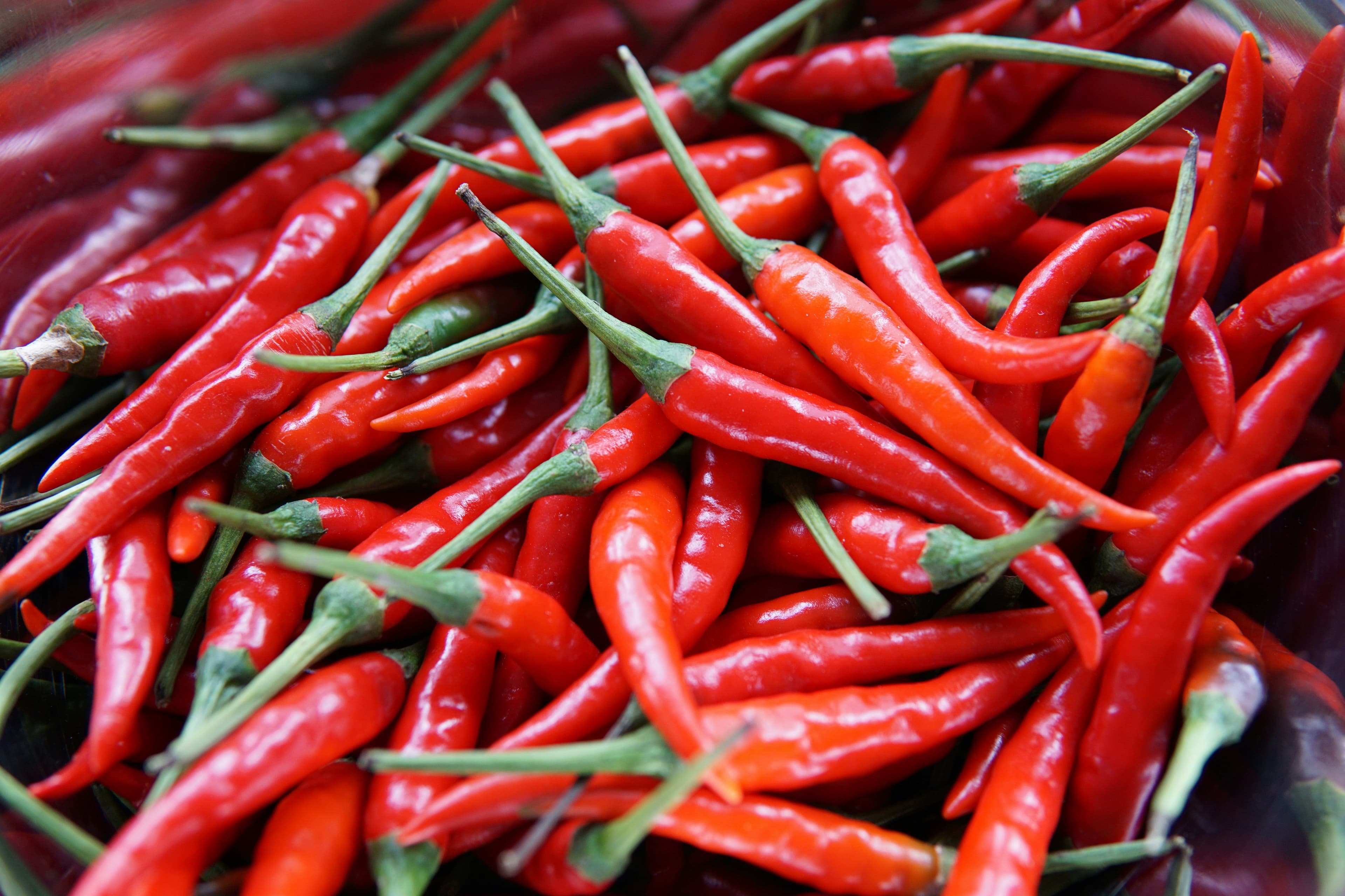 Balcony Chilli Plant