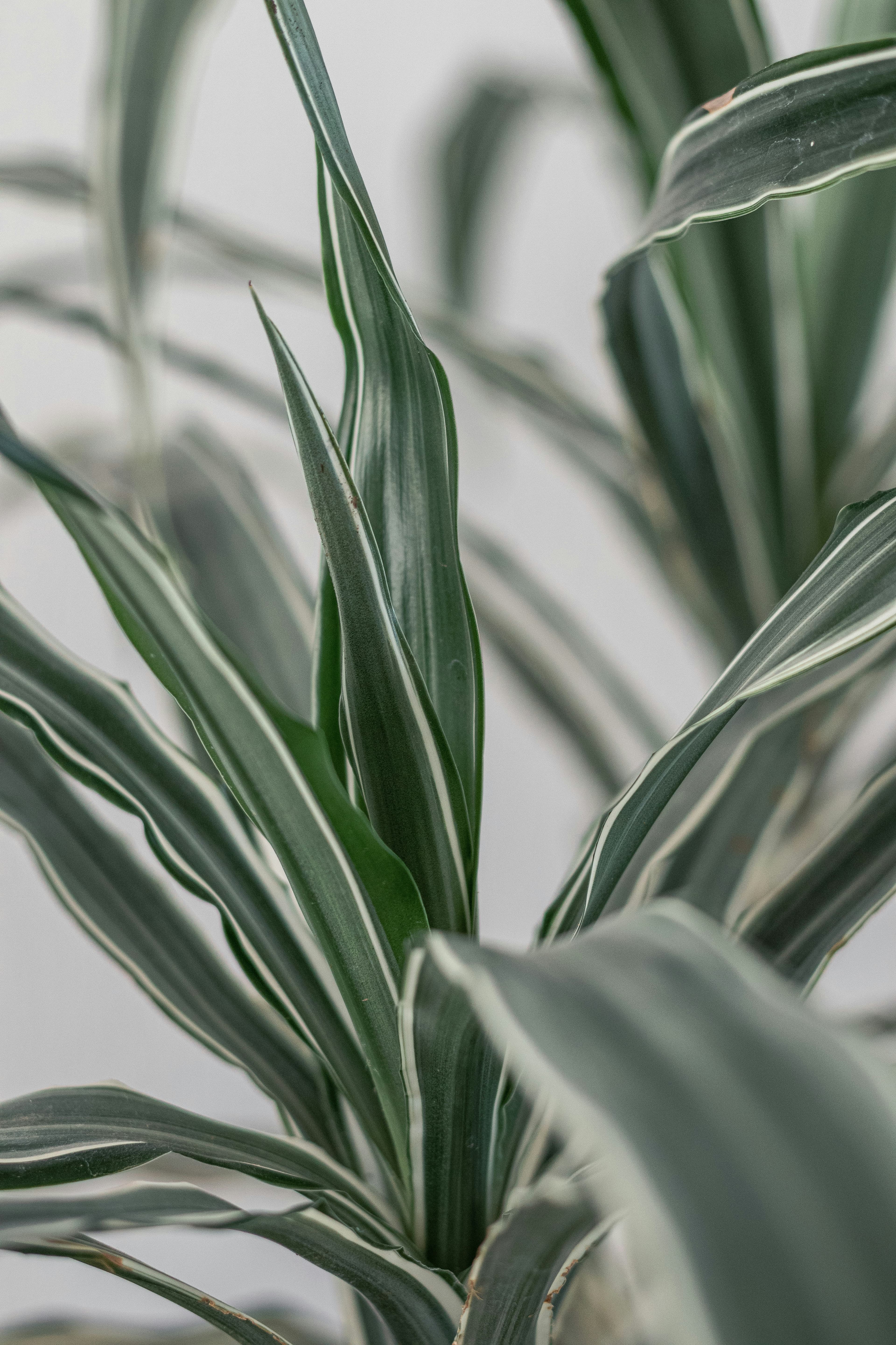 Dracaena Marginata