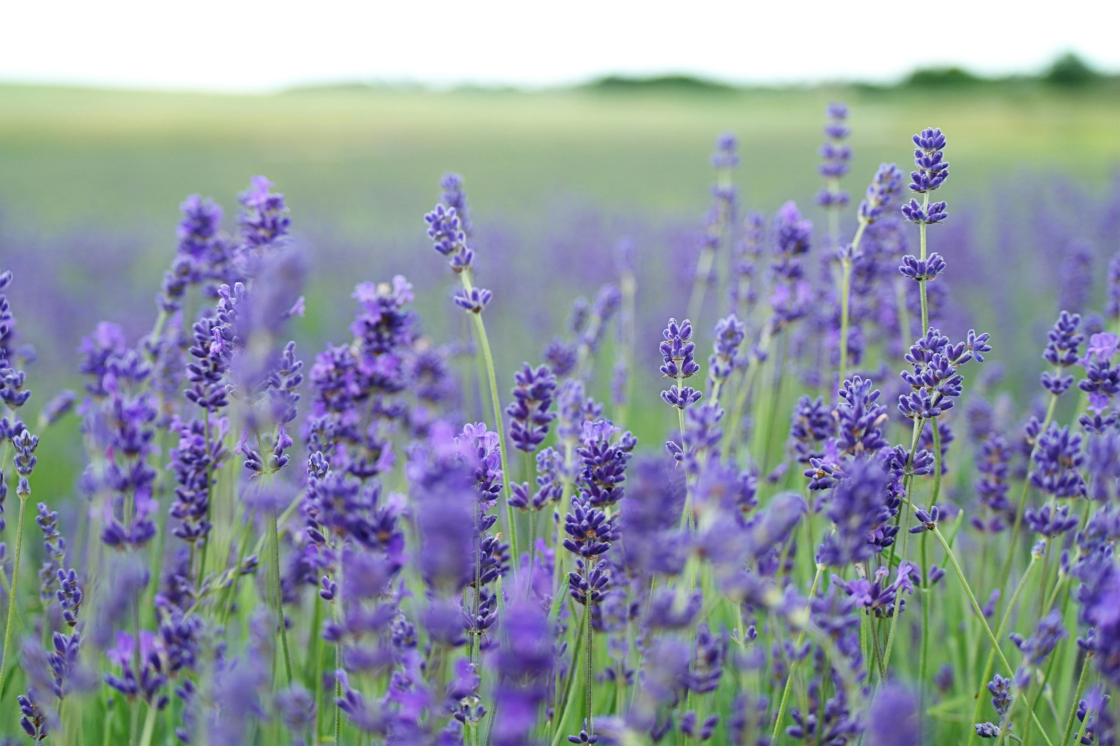 English Lavender Seeds