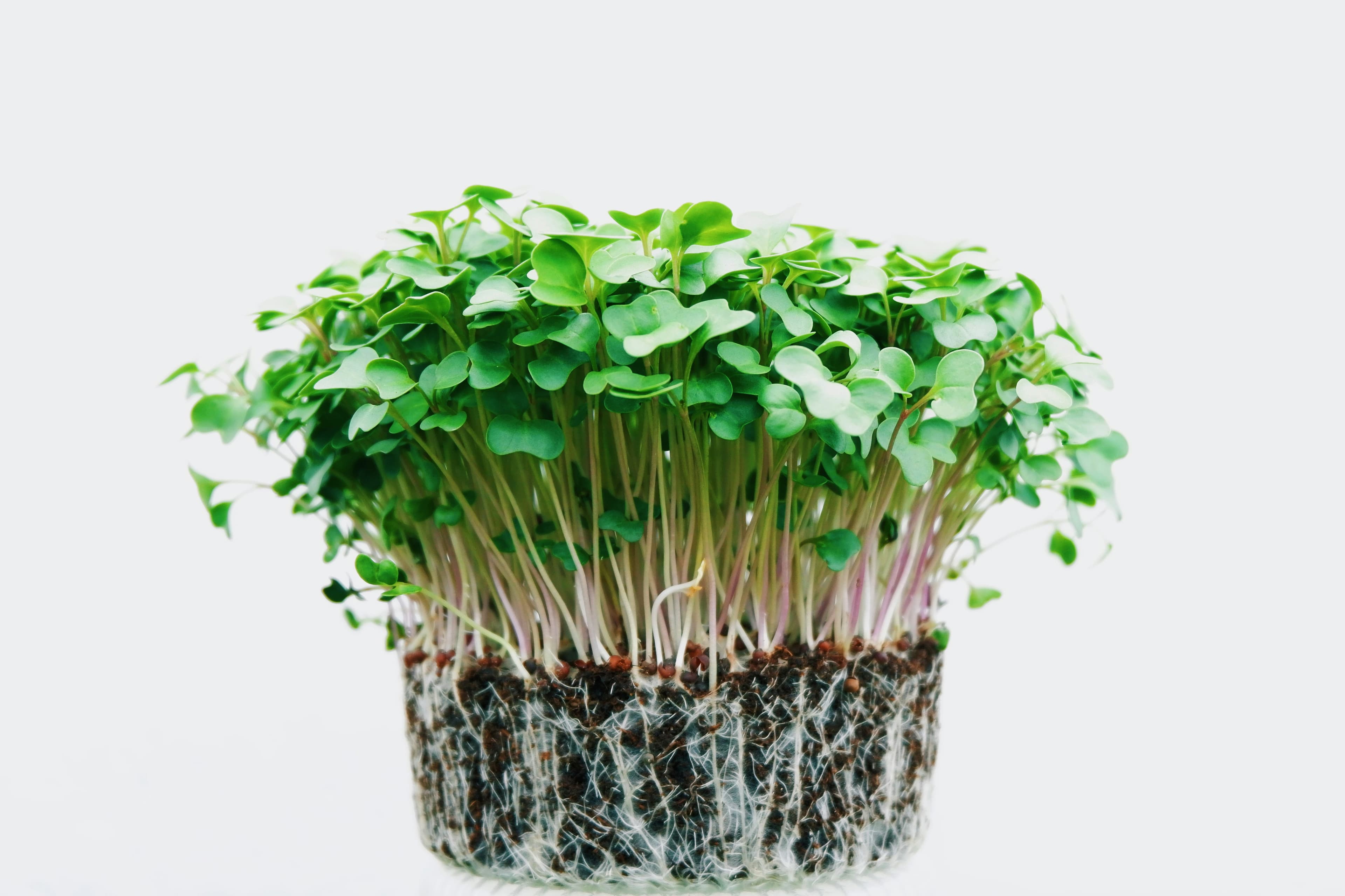 Microgreens Starter Kit
