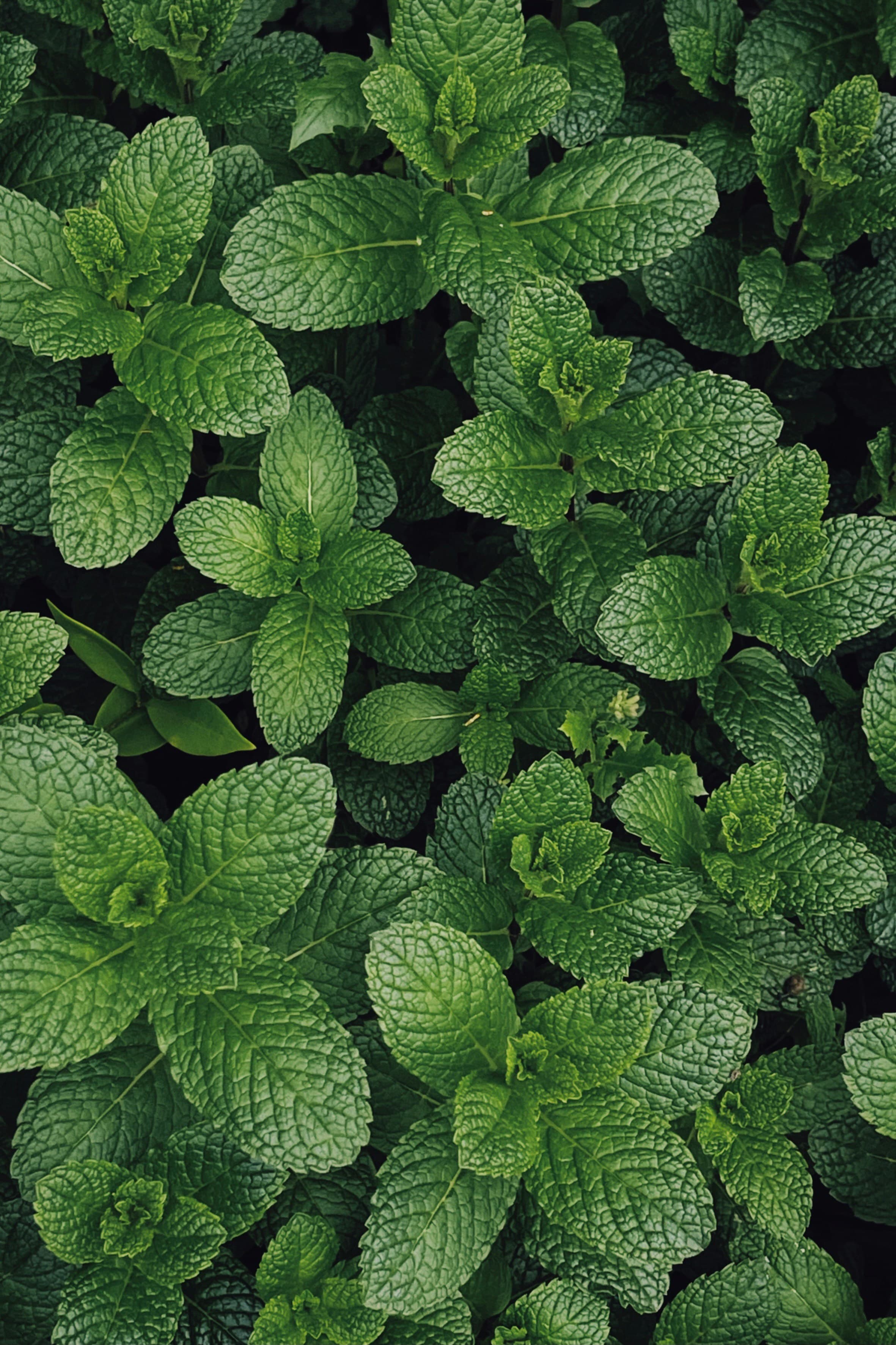 Spearmint Seeds