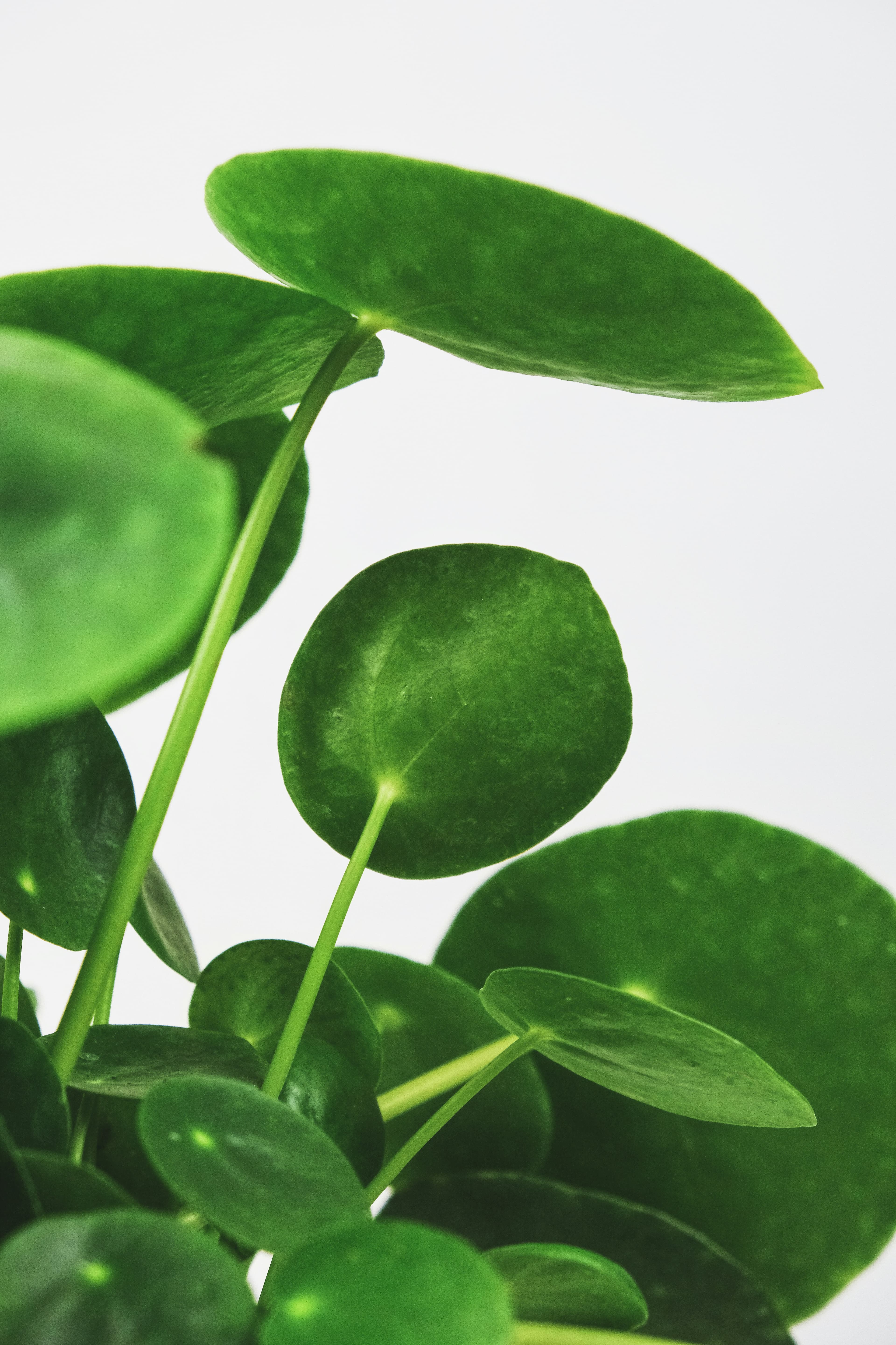 Pilea Peperomioides