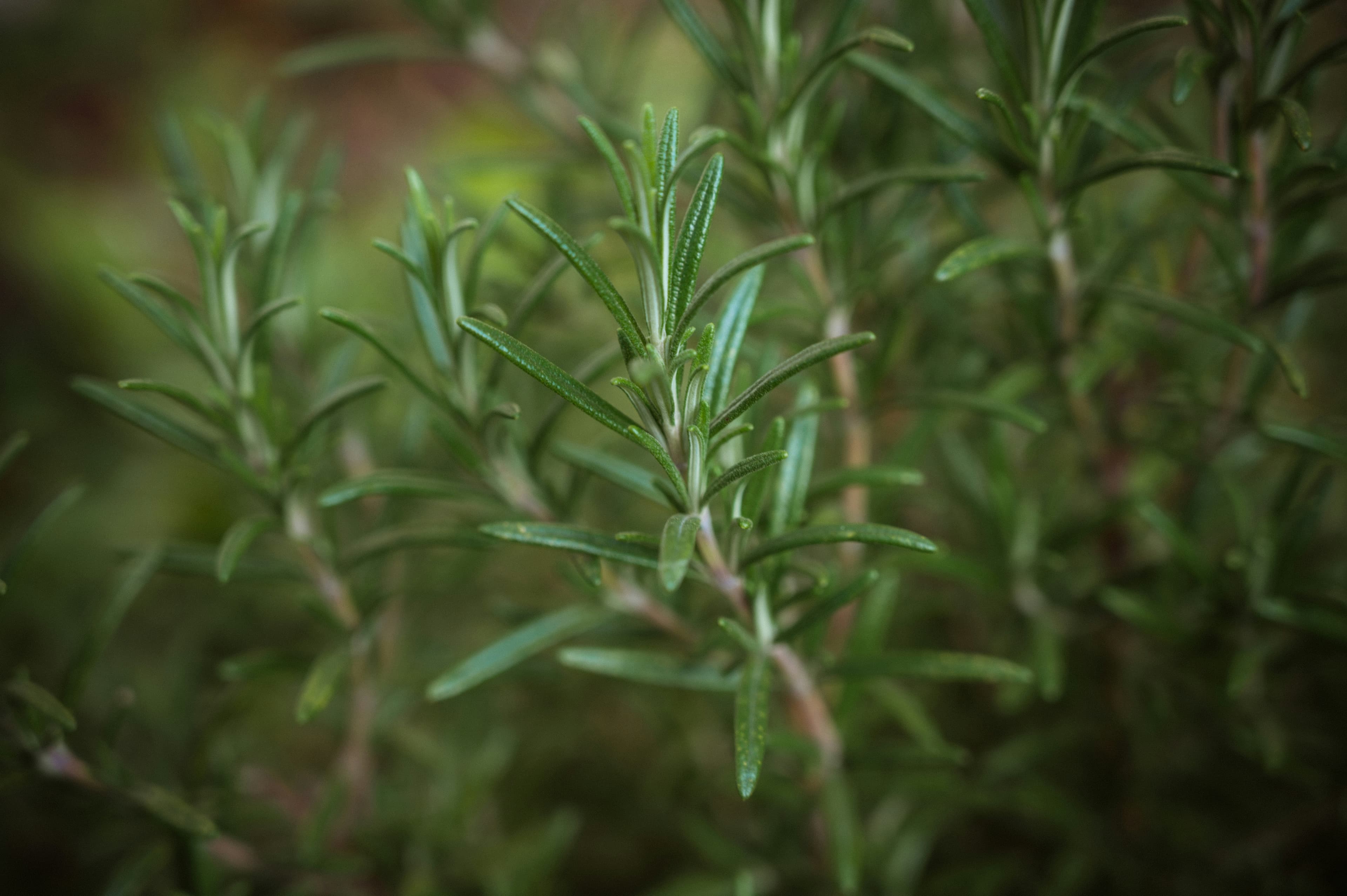 Rosemary Seeds