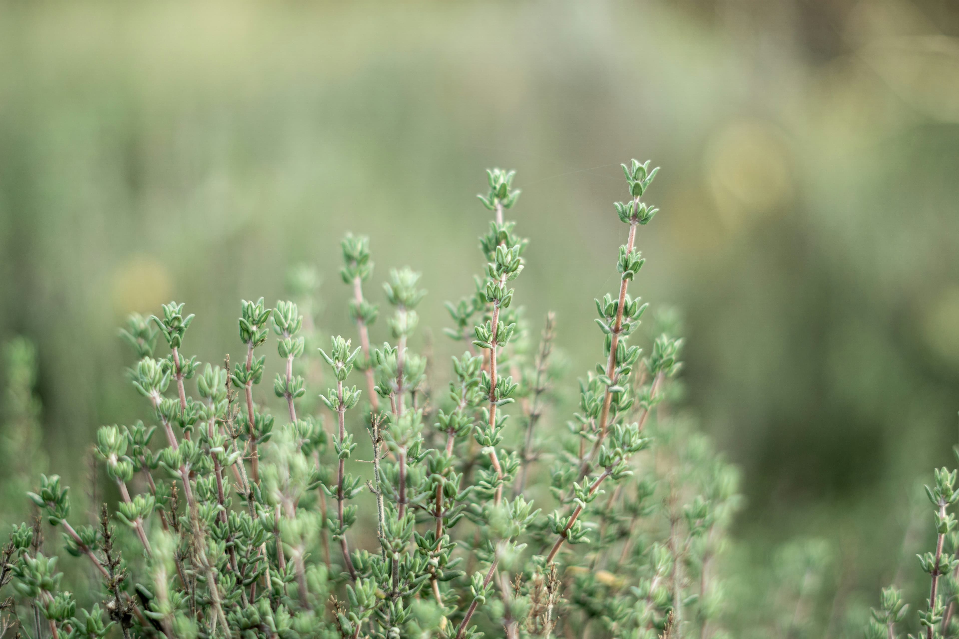 French Thyme Seeds