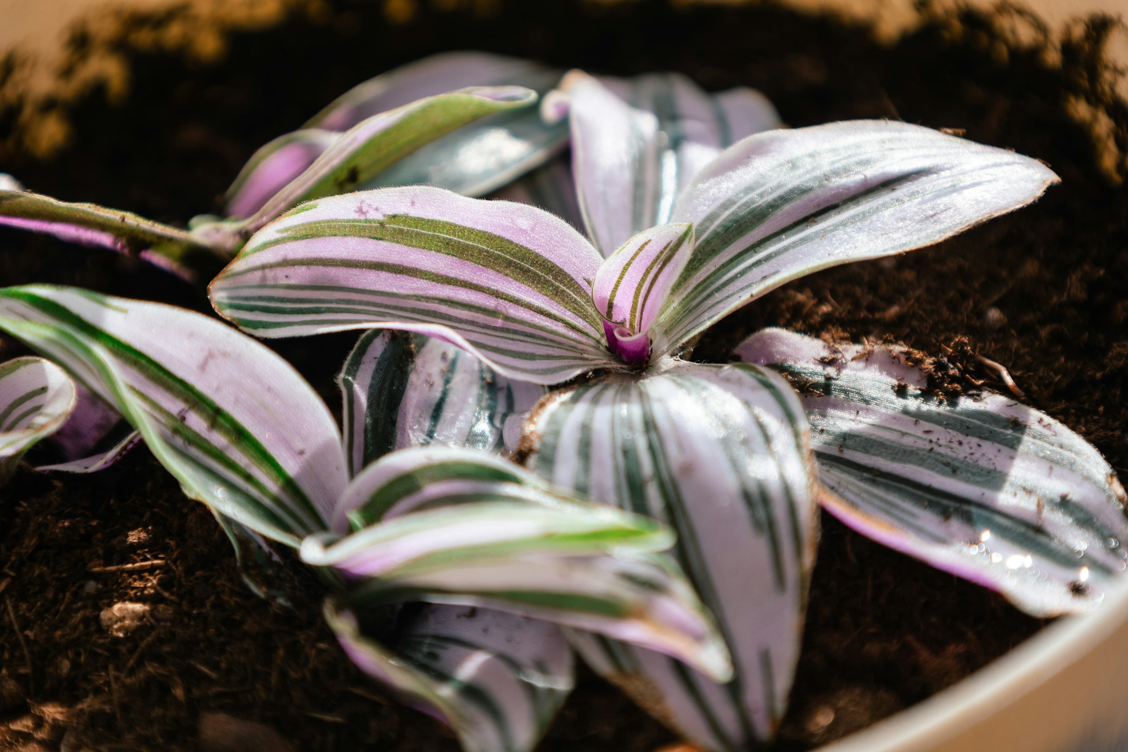 Tradescantia Zebrina