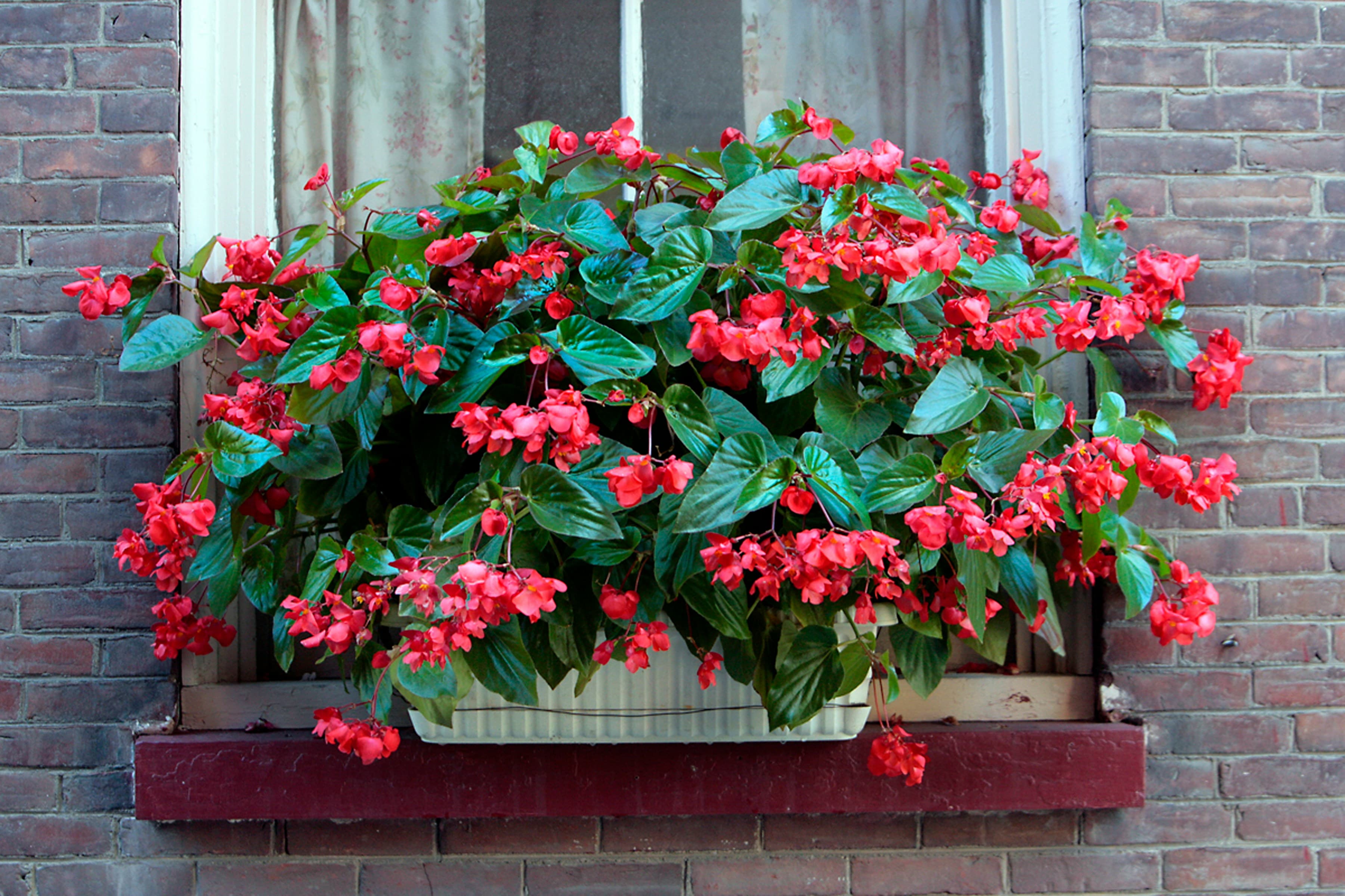 Window Box Planter